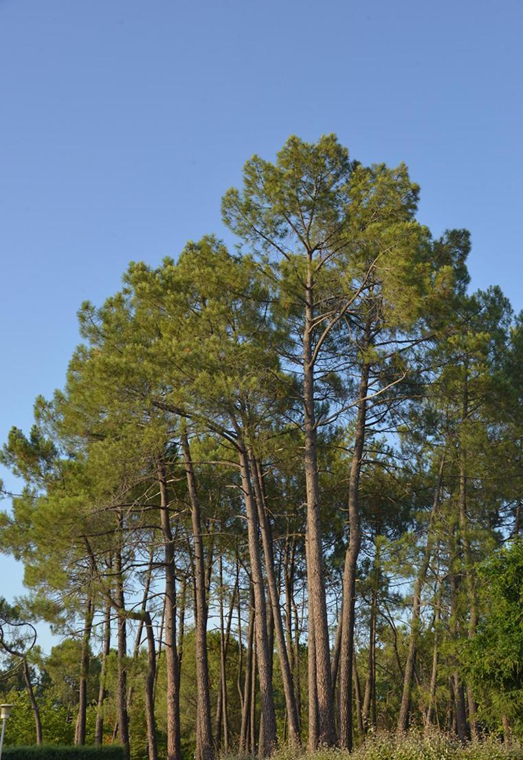 La Rouviere Les Pins